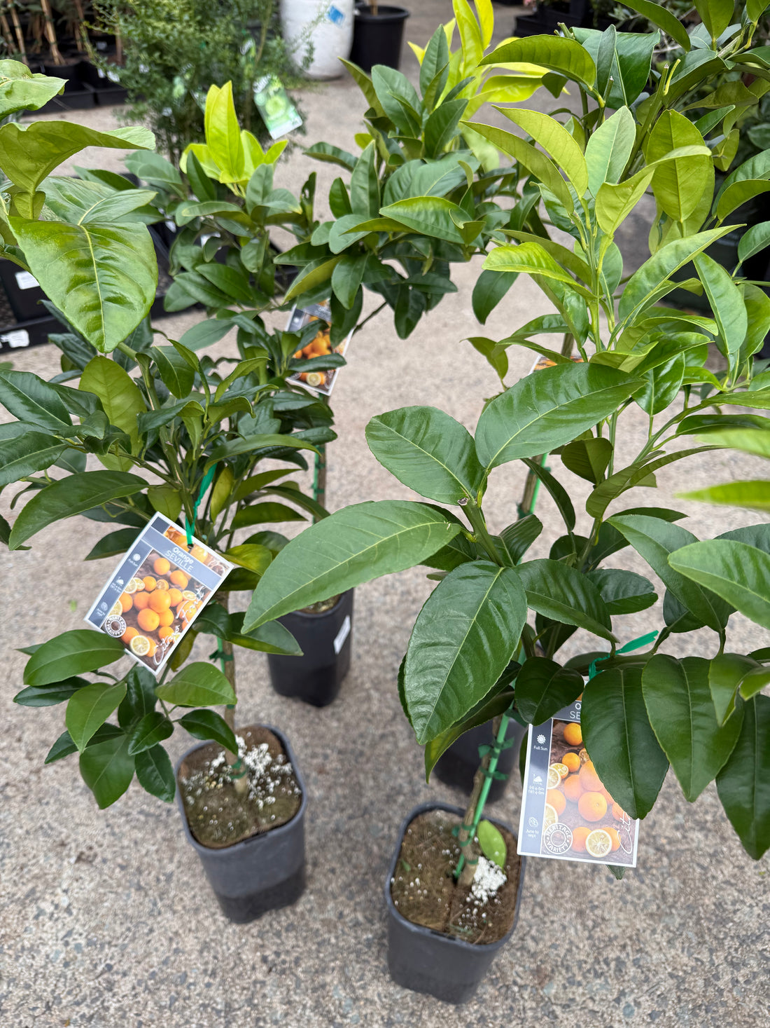 Seville Orange 'Appleby' (QLD ONLY)