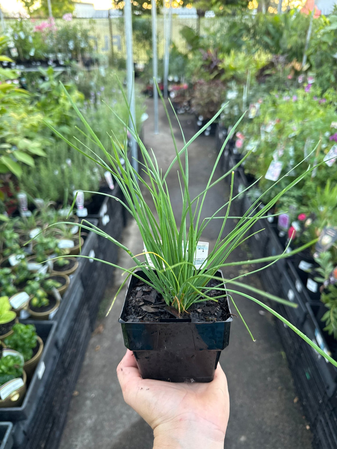 Garlic Chives (Pickup Only) - Ladybird Nursery