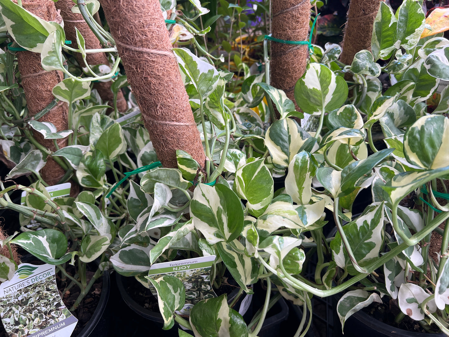 Totem Pole Pothos 'N'Joy'