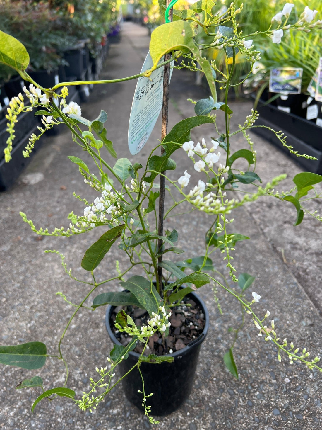Hardenbergia ‘Edna Walling Snow White’ (Hardenbergia violacea) - Ladybird Nursery