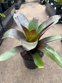 Bromeliad 'Silver Plum' (Alcantarea) - Large - Ladybird Nursery