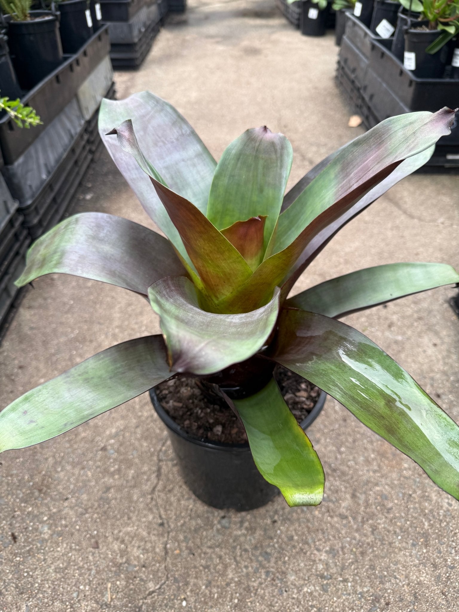 Bromeliad 'Silver Plum' (Alcantarea) - Large - Ladybird Nursery