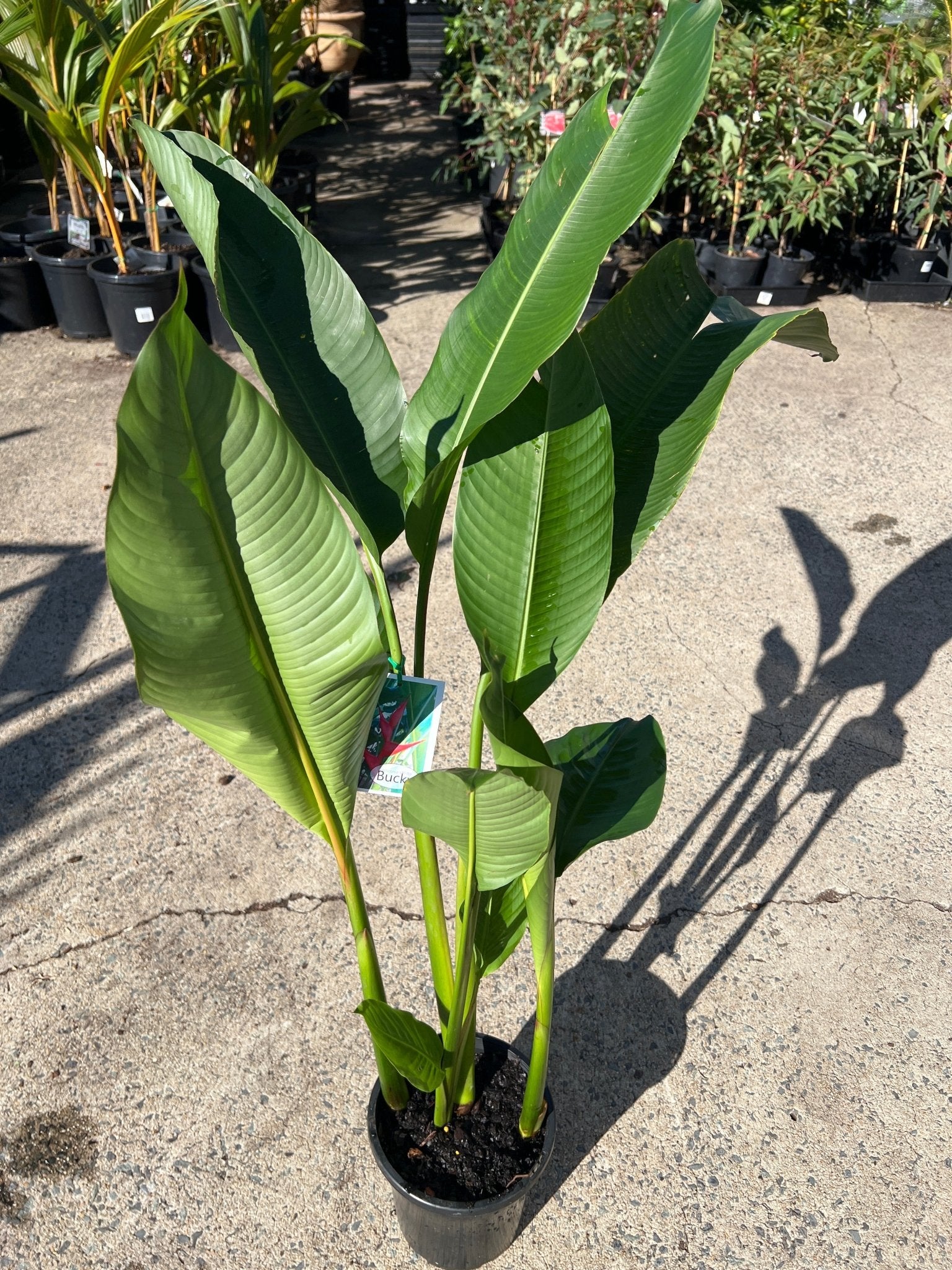 Heliconia 'Bucky' - Ladybird Nursery