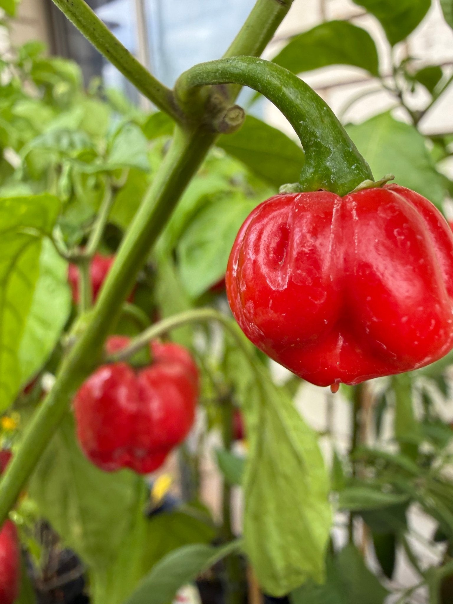 Chilli '7 Pot Infinity' - Ladybird Nursery