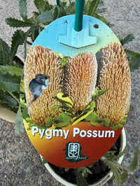Banksia 'Pygmy Possum' (Banksia serrata) - Ladybird Nursery