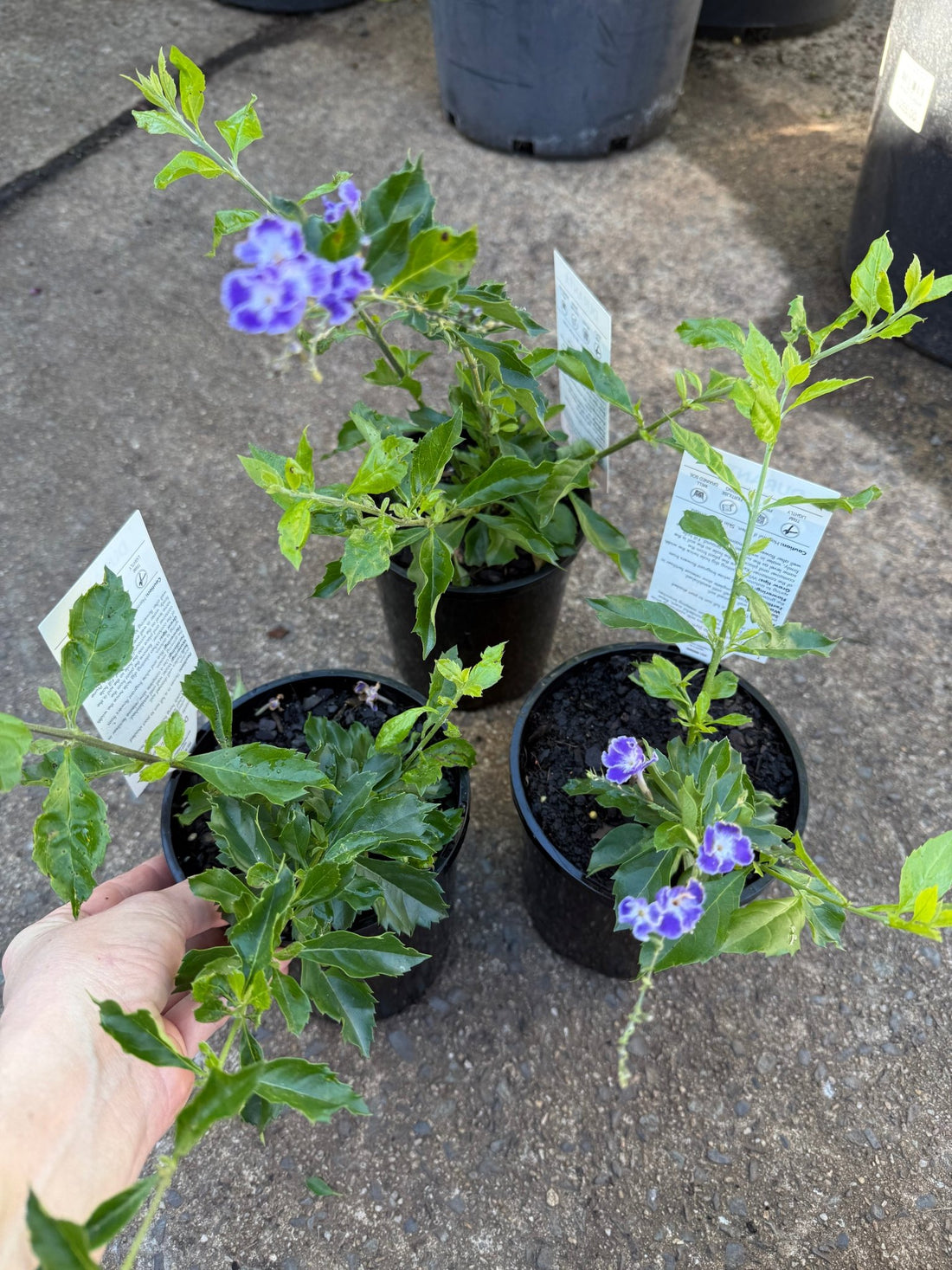 Golden Dewdrop Blue (Duranta erecta) - Ladybird Nursery