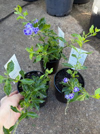 Golden Dewdrop Blue (Duranta erecta) - Ladybird Nursery
