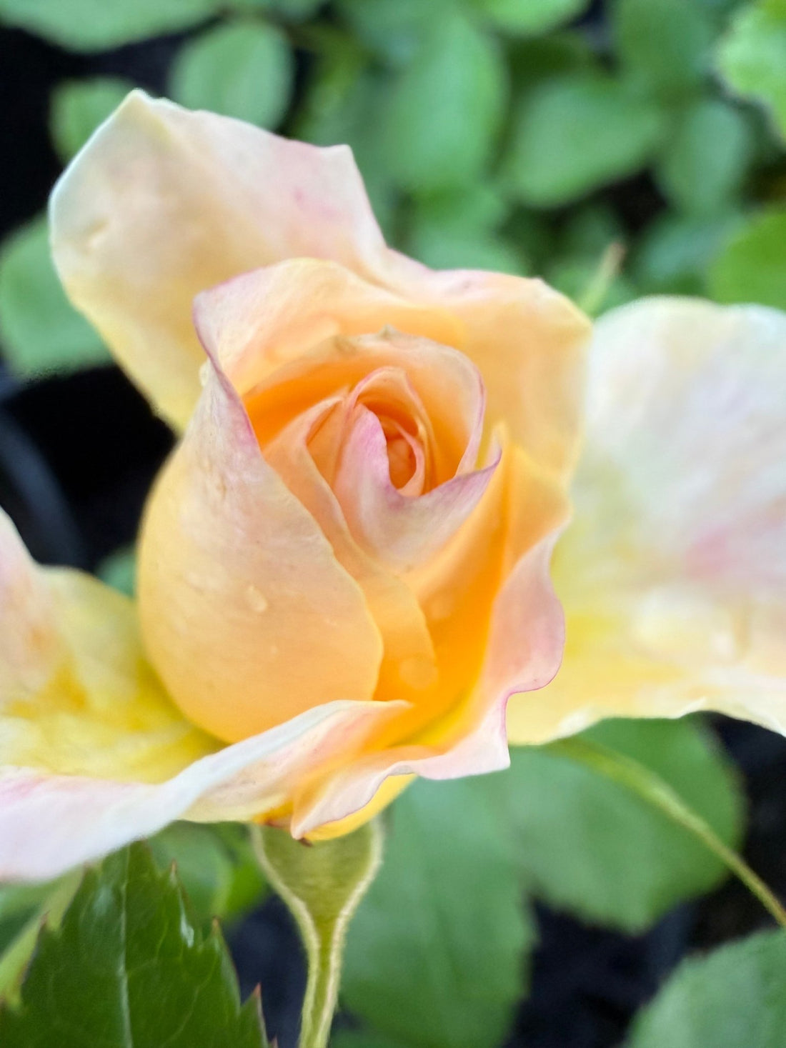 Rose DRIFT® Popcorn (Rosa) - Ladybird Nursery