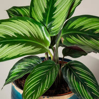 Prayer Plant Beautiful Star (Calathea) - Ladybird Nursery