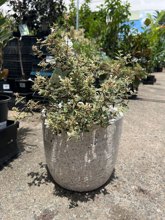 Pot 'Rock' Size 5 (PICK UP ONLY) - Ladybird Nursery