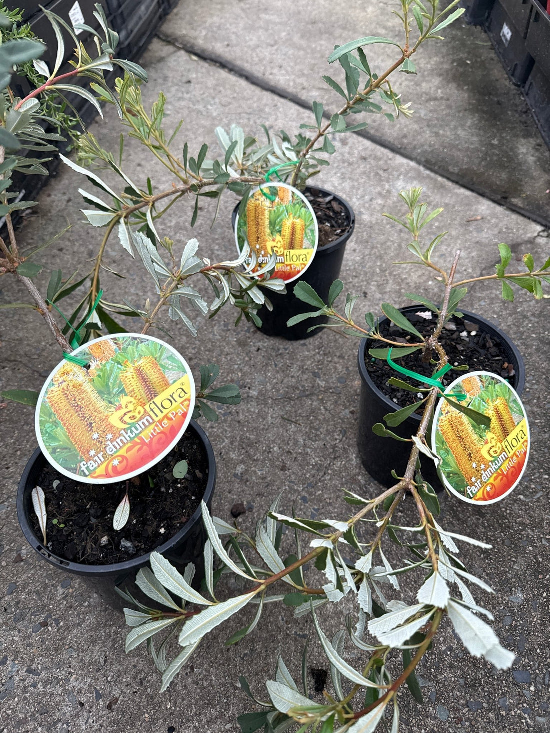 Banksia Little Pal - Ladybird Nursery