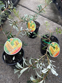 Banksia Little Pal - Ladybird Nursery