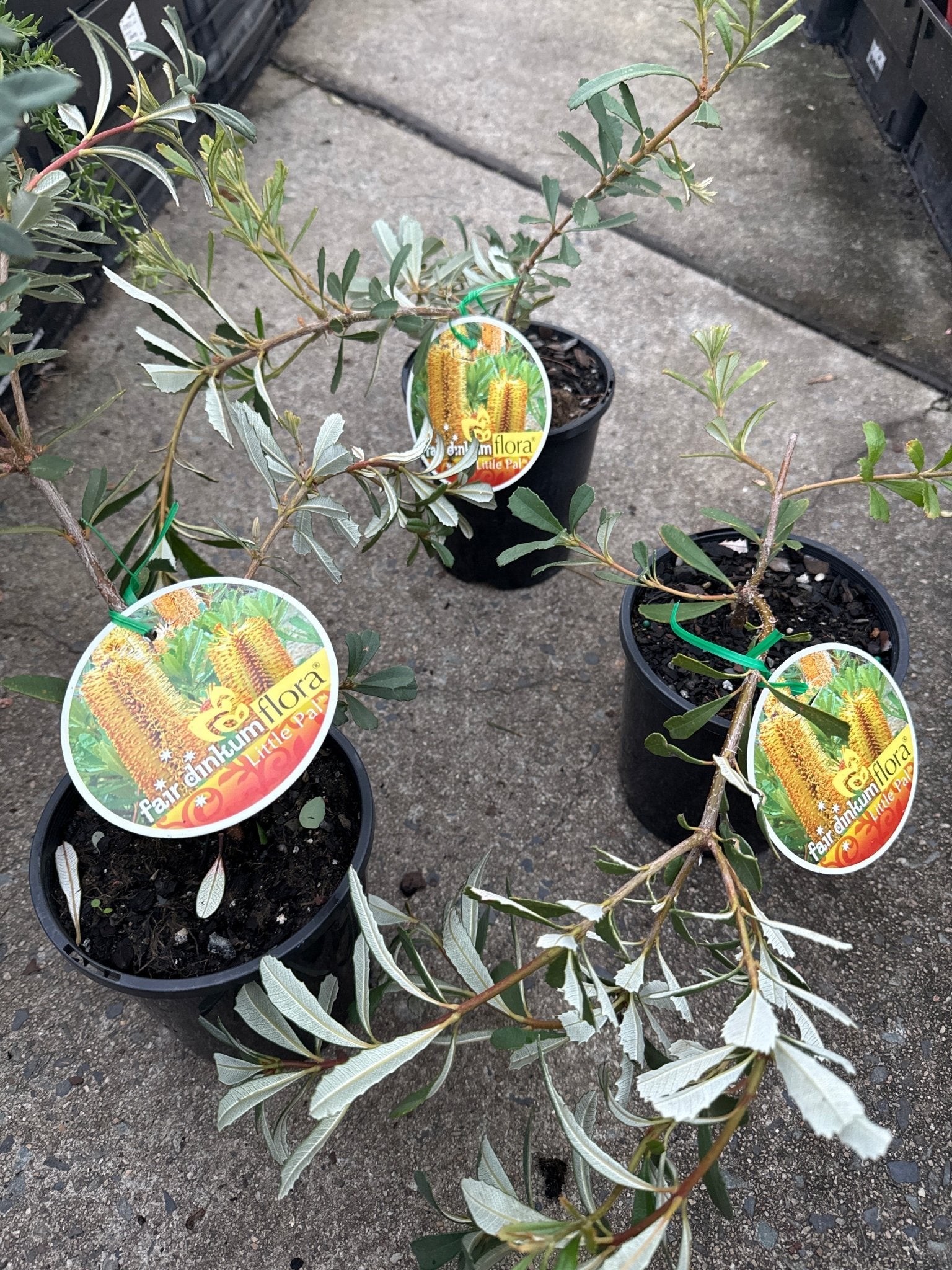 Banksia Little Pal - Ladybird Nursery