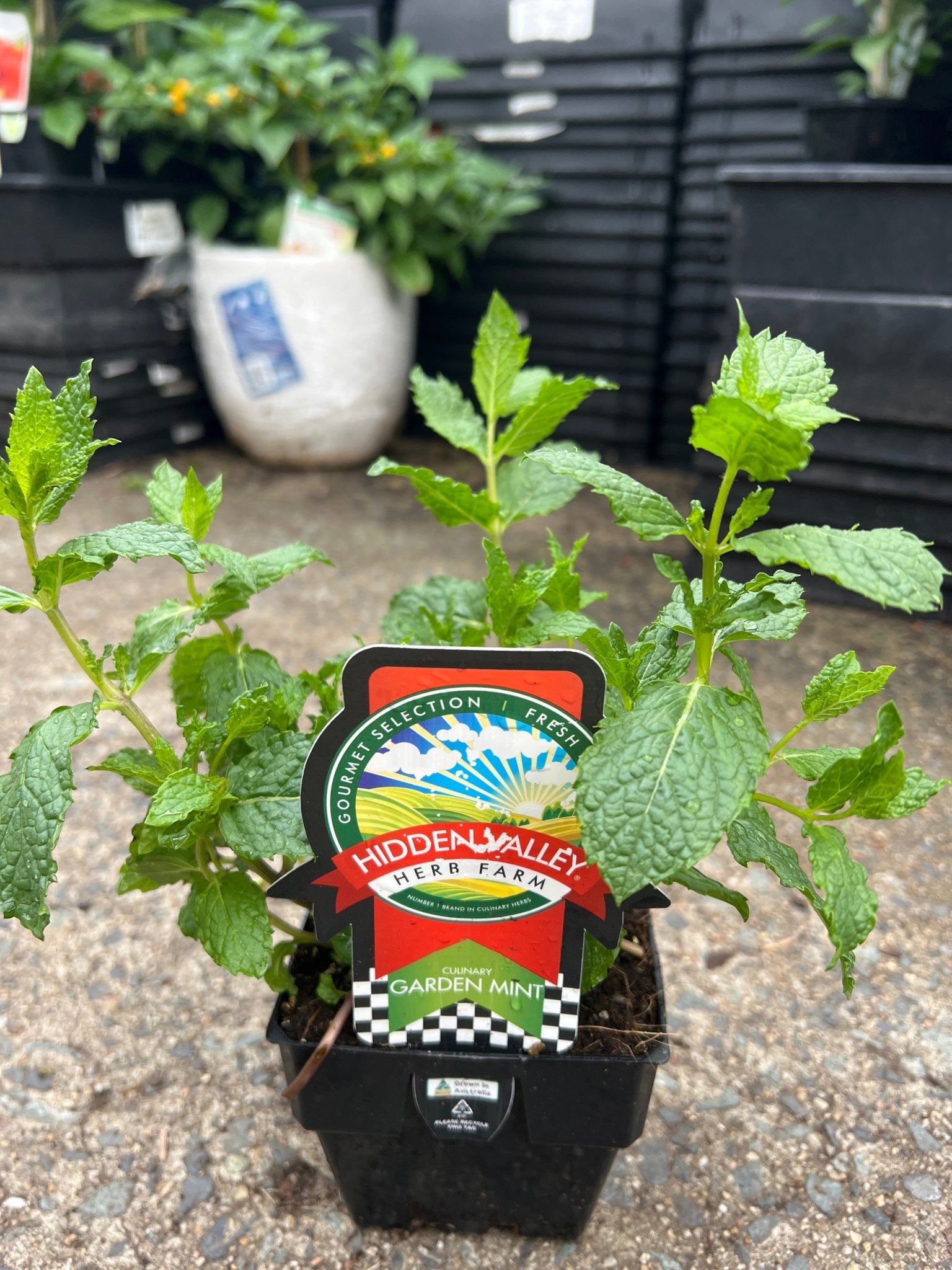 Mint (Pickup Only) - Ladybird Nursery