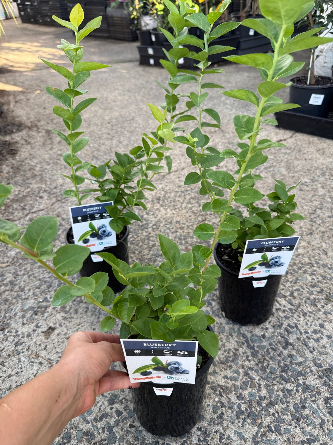 Blueberry Sharpe Blue - Ladybird Nursery