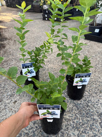 Blueberry Sharpe Blue - Ladybird Nursery