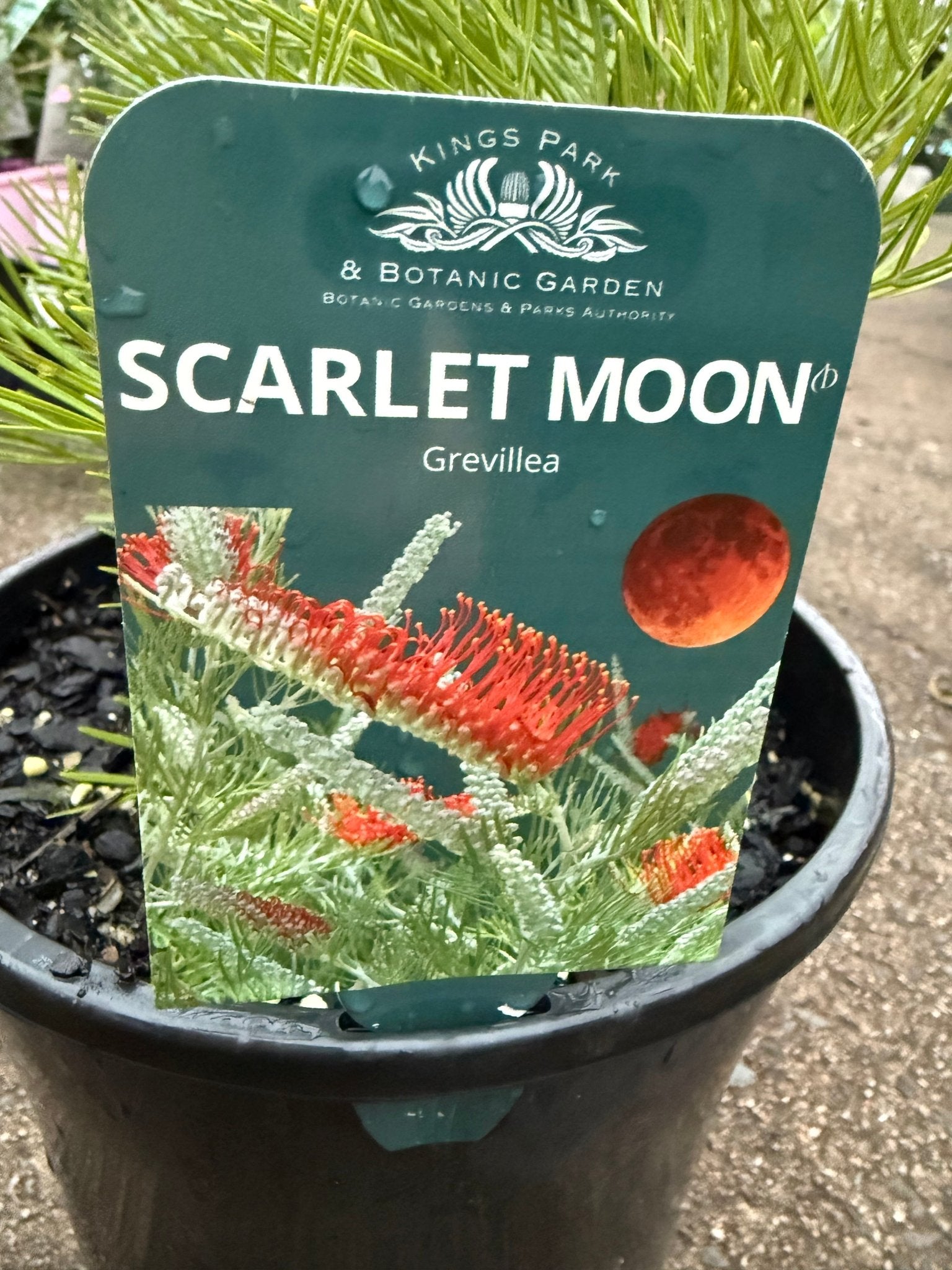 Grevillea 'Scarlet Moon' - Large - Ladybird Nursery
