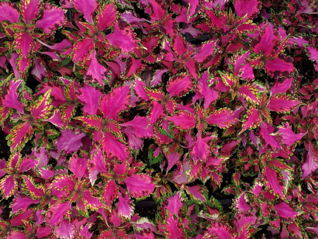 Coleus Carnival - Ladybird Nursery