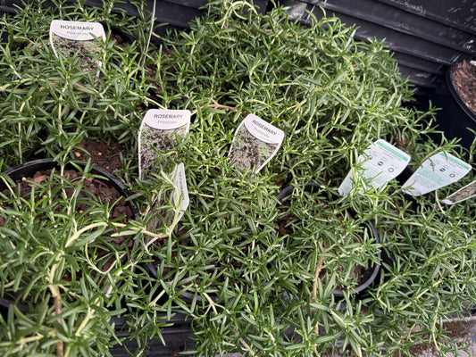 Rosemary Prostrate - Ladybird Nursery