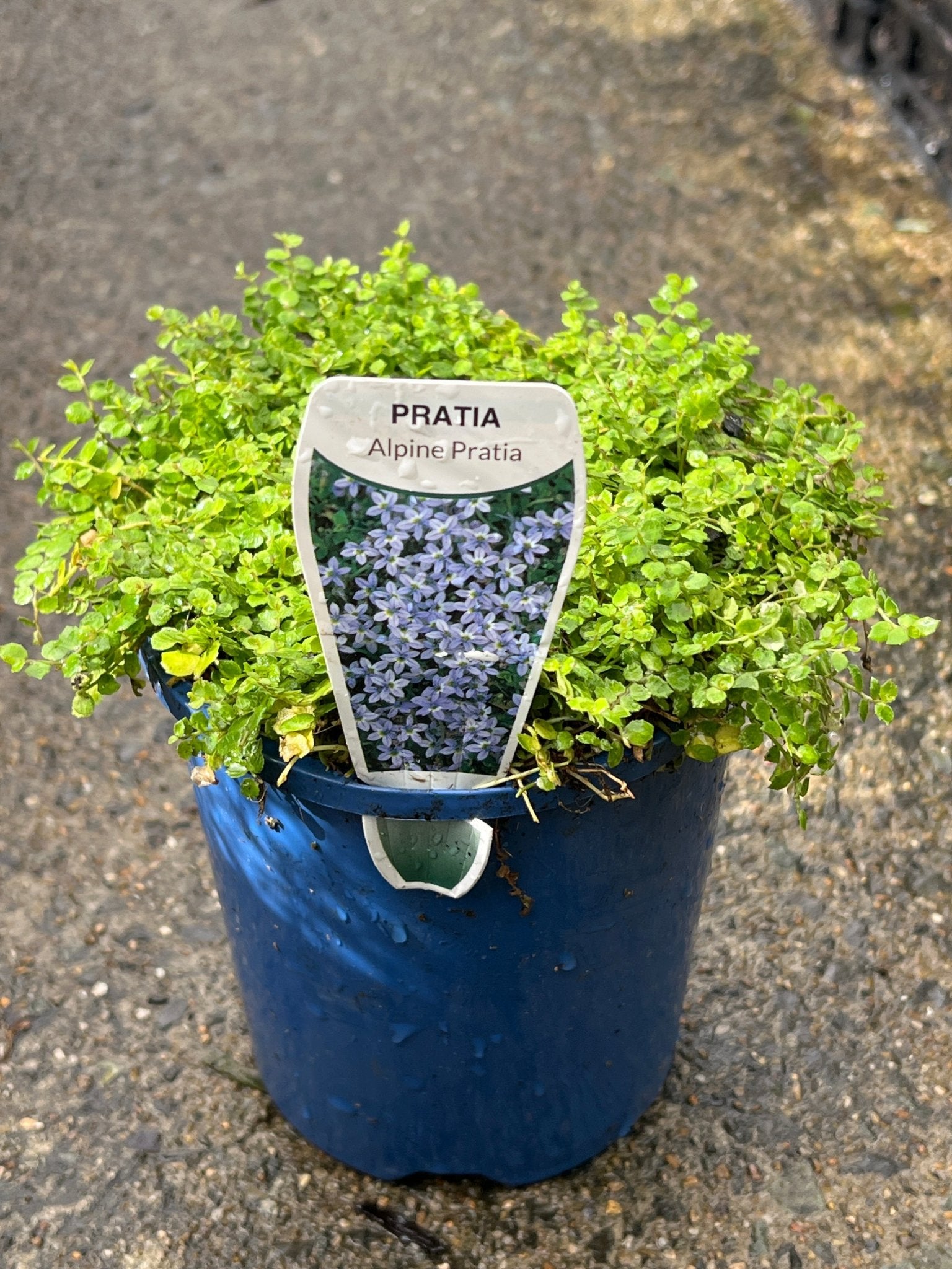 Blue Star Creeper (Pratia pedunculata) - Ladybird Nursery