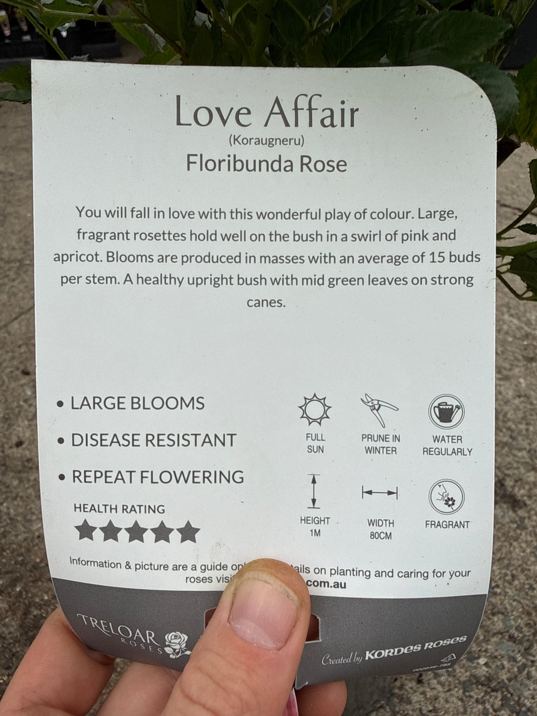 Rose 'Love Affair'