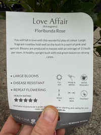 Rose 'Love Affair'