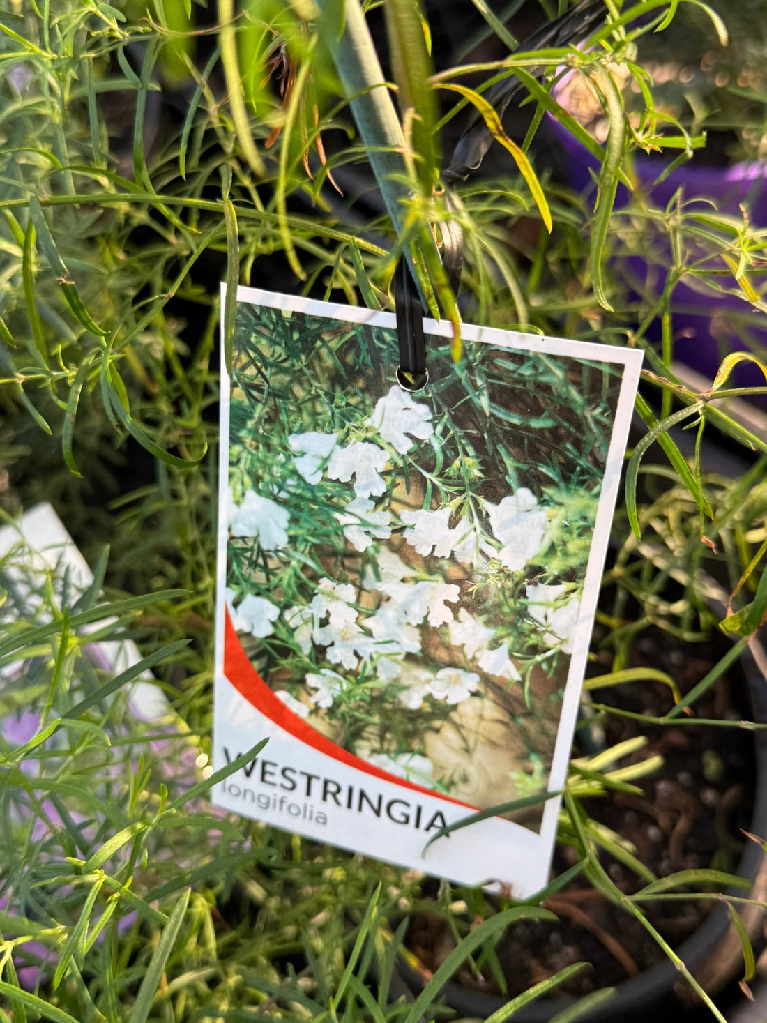 Coastal Rosemary 'Snow Flurry' (Westringia longifolia) - Ladybird Nursery