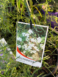 Coastal Rosemary 'Snow Flurry' (Westringia longifolia) - Ladybird Nursery