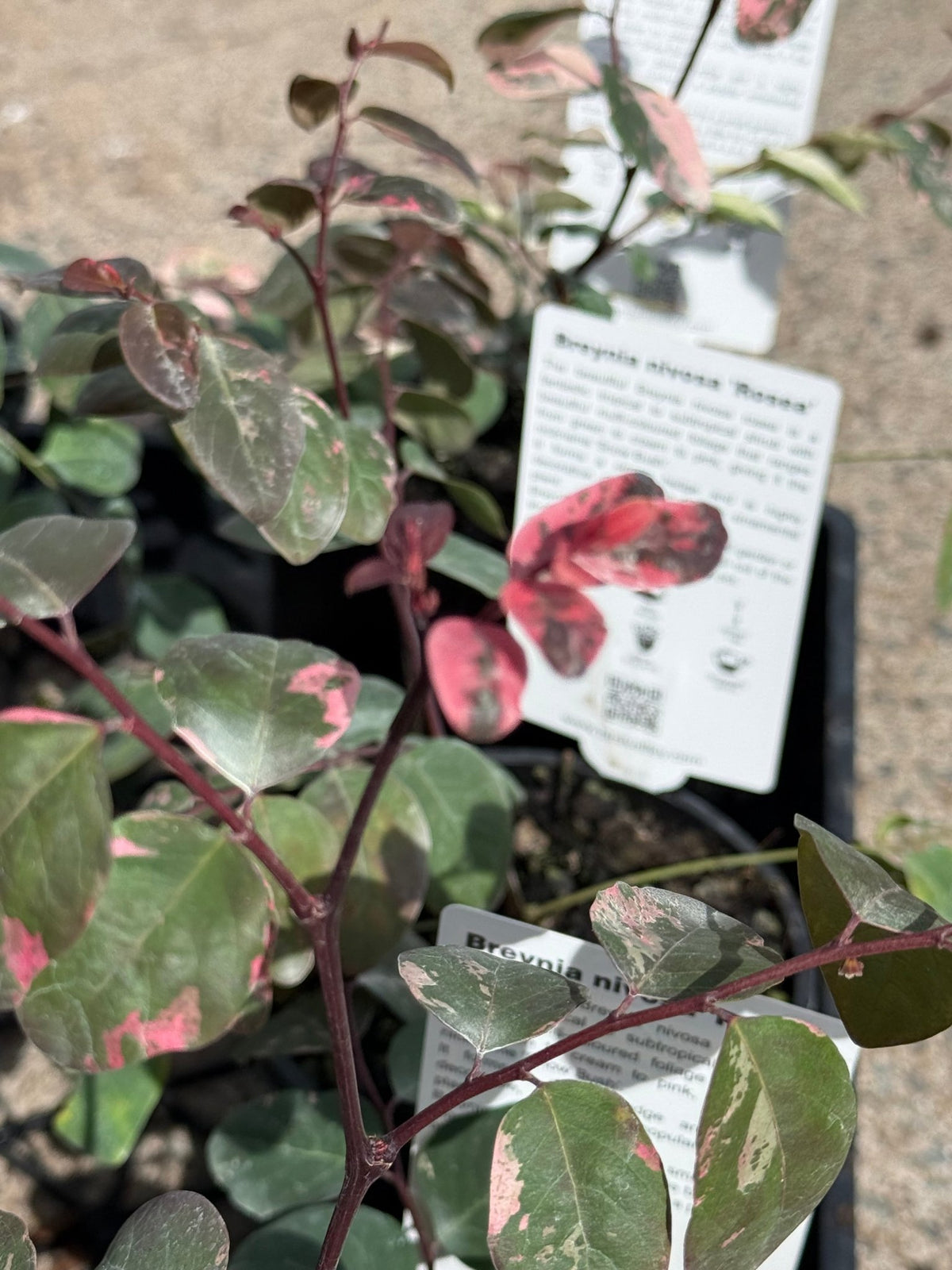 Breynia Nivosa Rosea - Ladybird Nursery