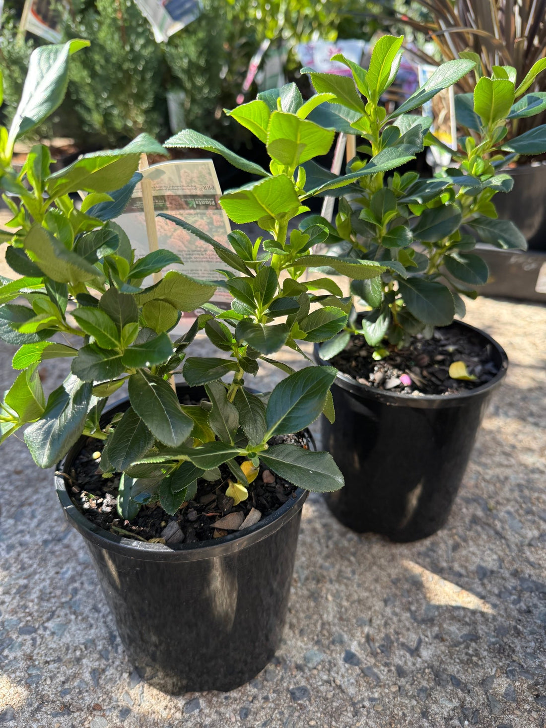 Escallonia 'Pink Elle' - Ladybird Nursery