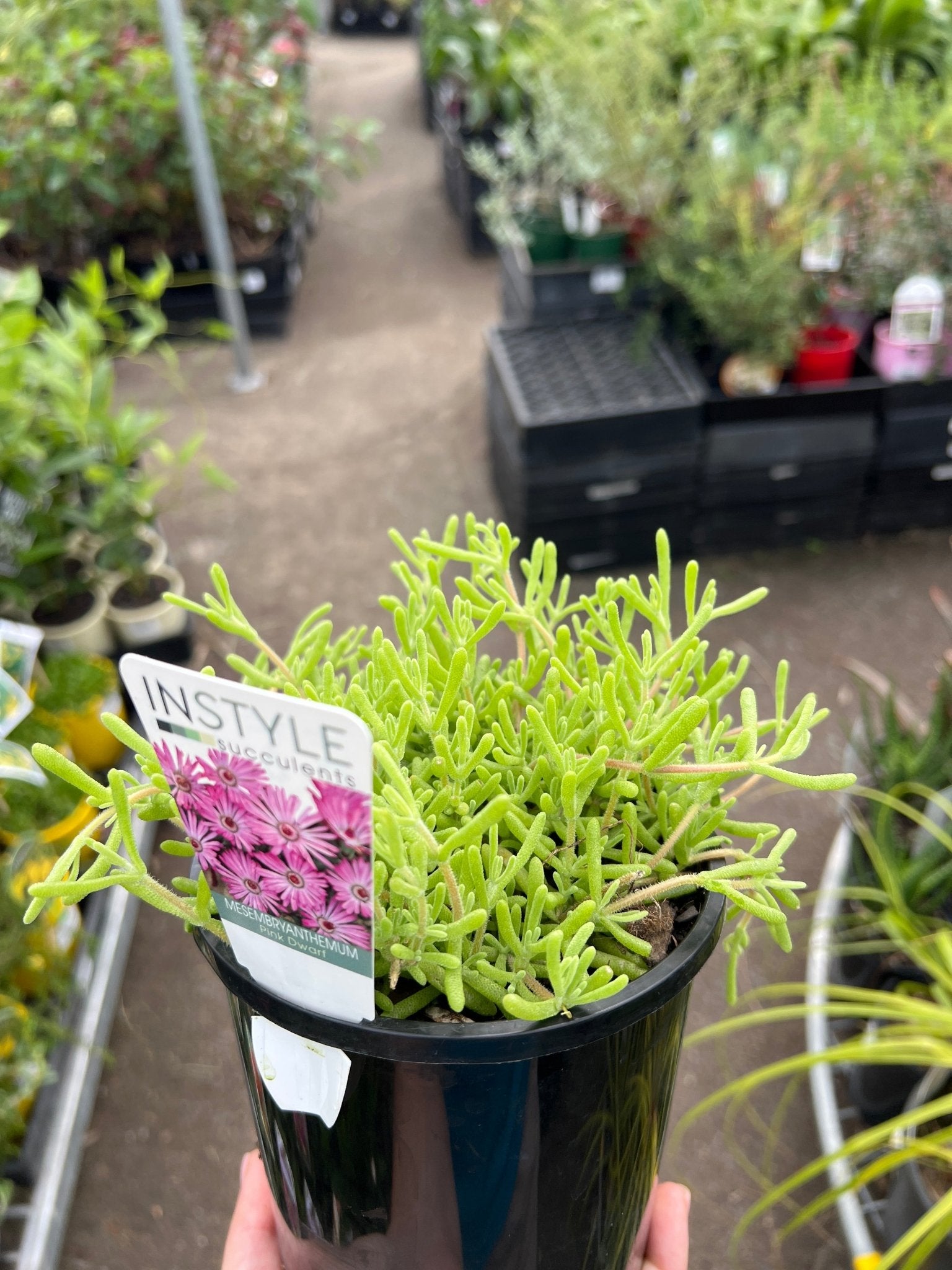 Ice Plant Pink Dwarf (Mesembryanthemum cooperi) - Ladybird Nursery