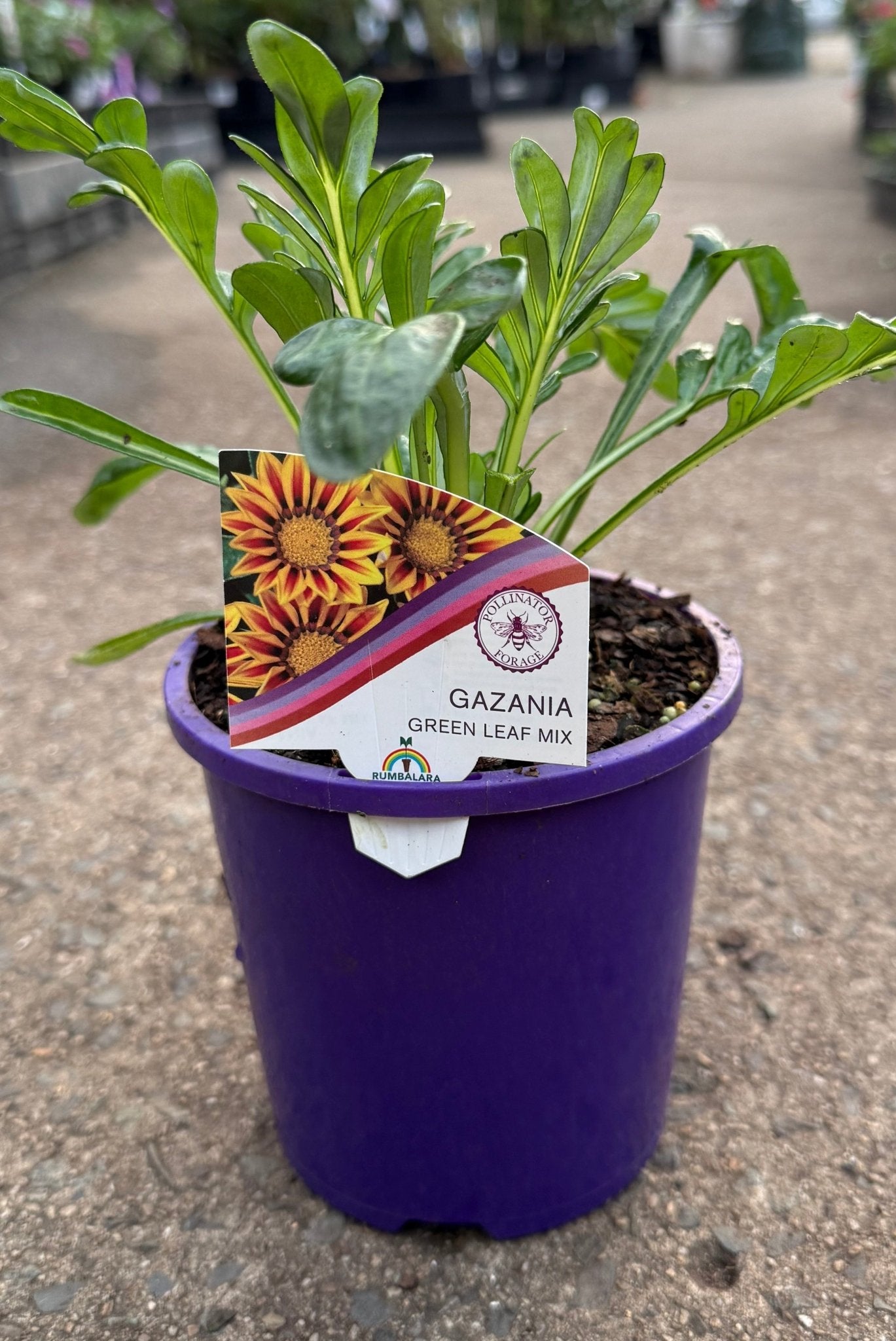 Gazania 'New Day Mix' - Ladybird Nursery