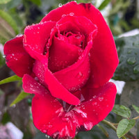 Rose ‘City of Belfast' (Rosa) - Ladybird Nursery