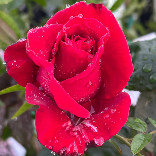 Rose ‘City of Belfast' (Rosa) - Ladybird Nursery