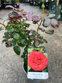Rose 'Heartfelt' (Rosa) - Ladybird Nursery