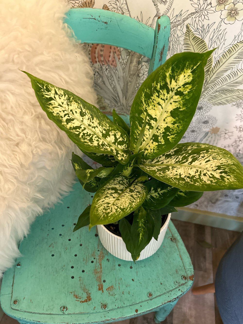 Dieffenbachia 'Perfection' - Ladybird Nursery