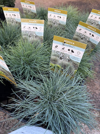 Festuca 'Beyond Blue' (Festuca glauca) - Ladybird Nursery