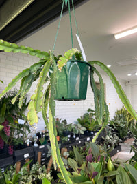 'Rhipsalis' Hanging basket - Ladybird Nursery