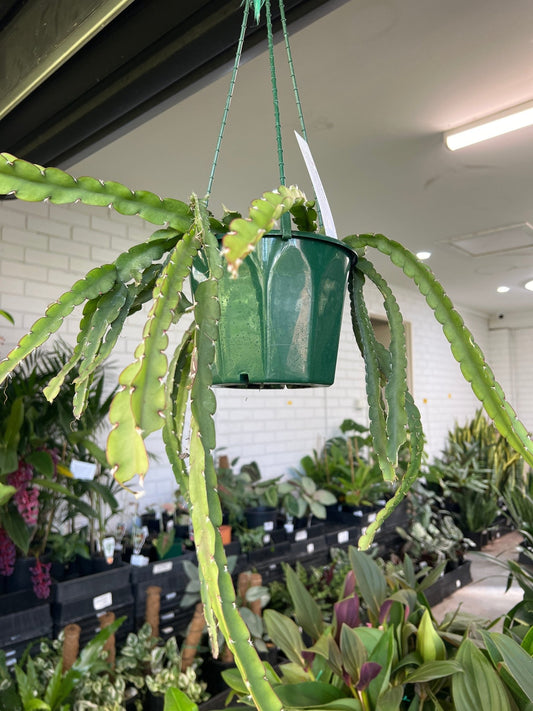 'Rhipsalis' Hanging basket - Ladybird Nursery