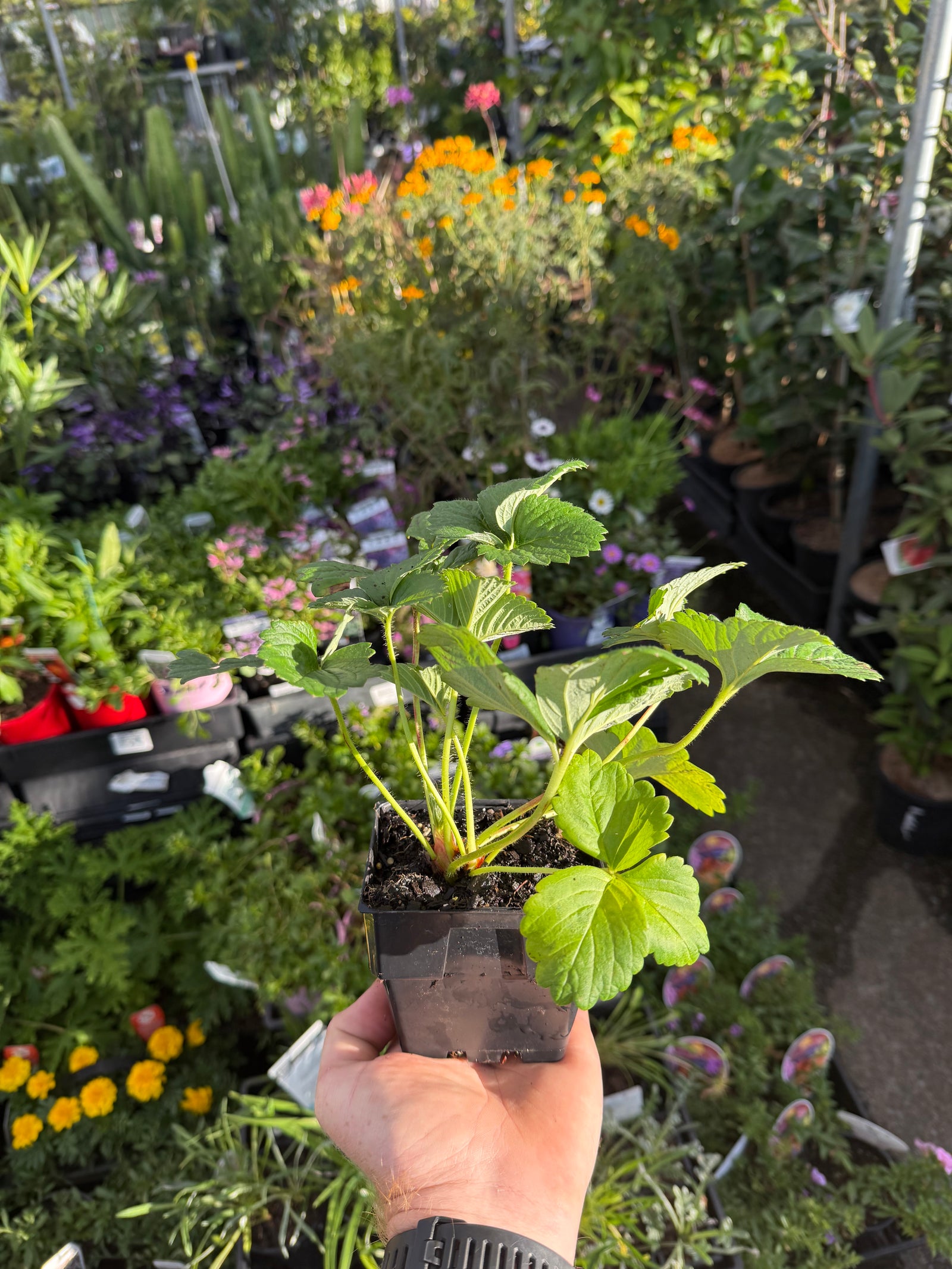 Strawberry 'Running White'