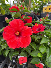 Hibiscus Fantasy Ruby Red (Hibiscus rosa - sinensis) - Ladybird Nursery