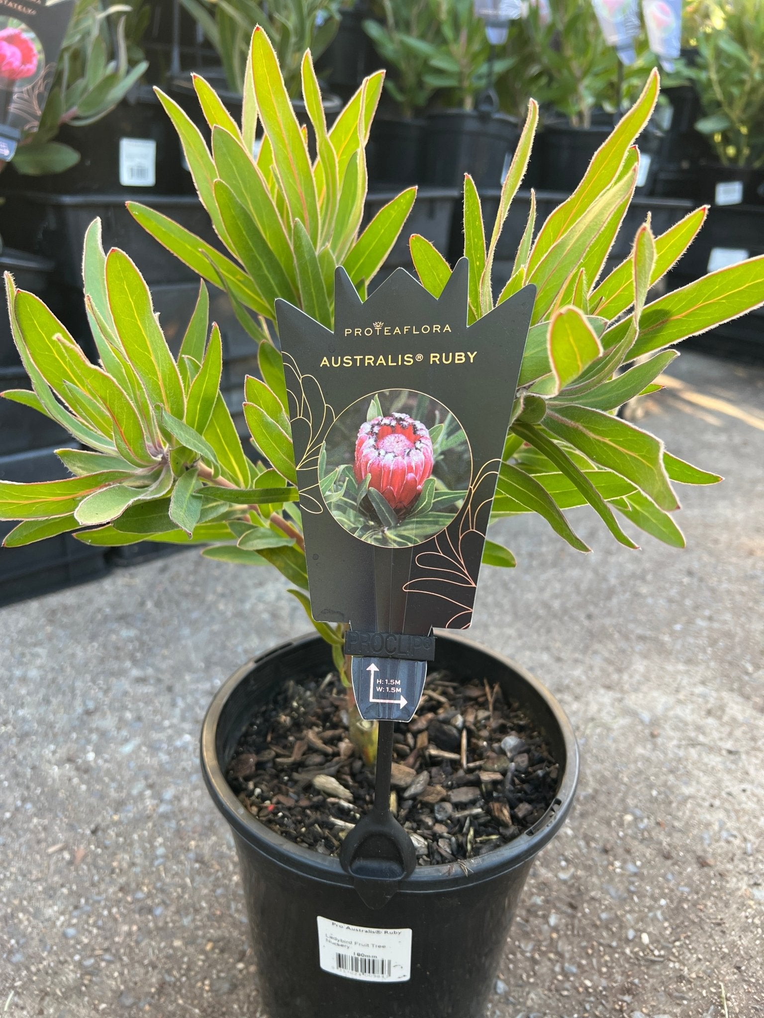 Protea 'Australis Ruby' - Large - Ladybird Nursery