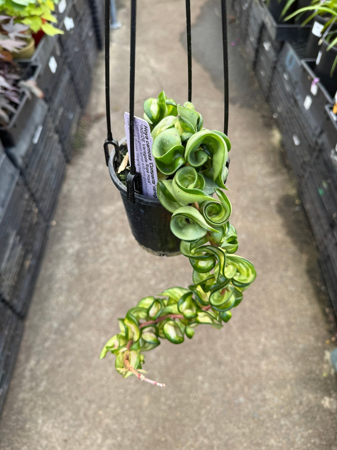 Hoya carnosa 'Compacta' Variegata - Ladybird Nursery