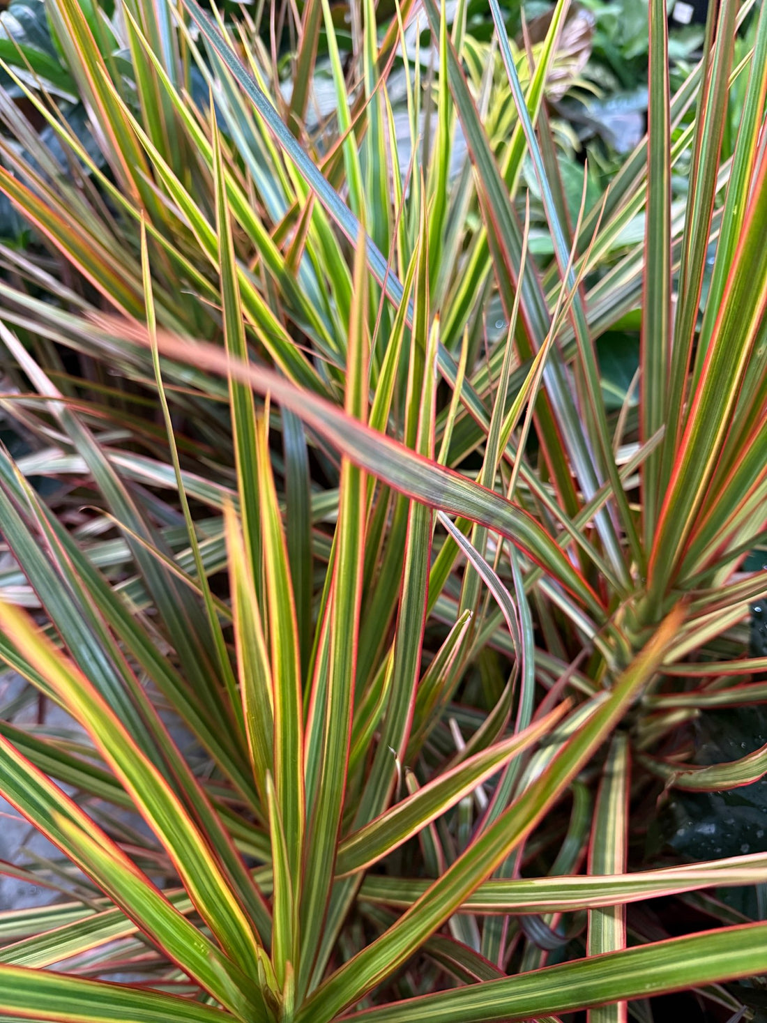 Madagascar Dragon Tree Tricolor (Dracaena marginata) - Ladybird Nursery
