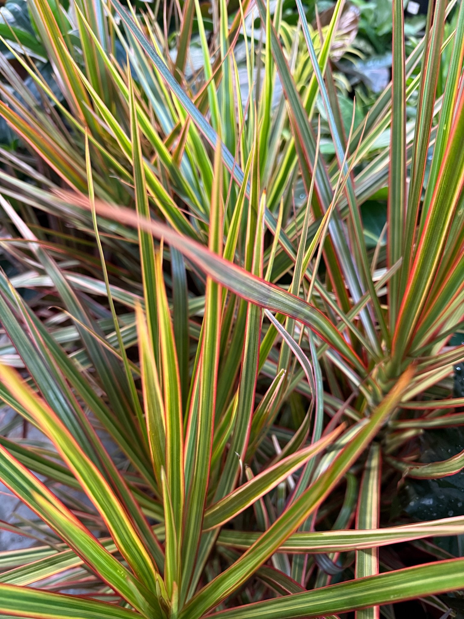 Madagascar Dragon Tree Tricolor (Dracaena marginata) - Ladybird Nursery