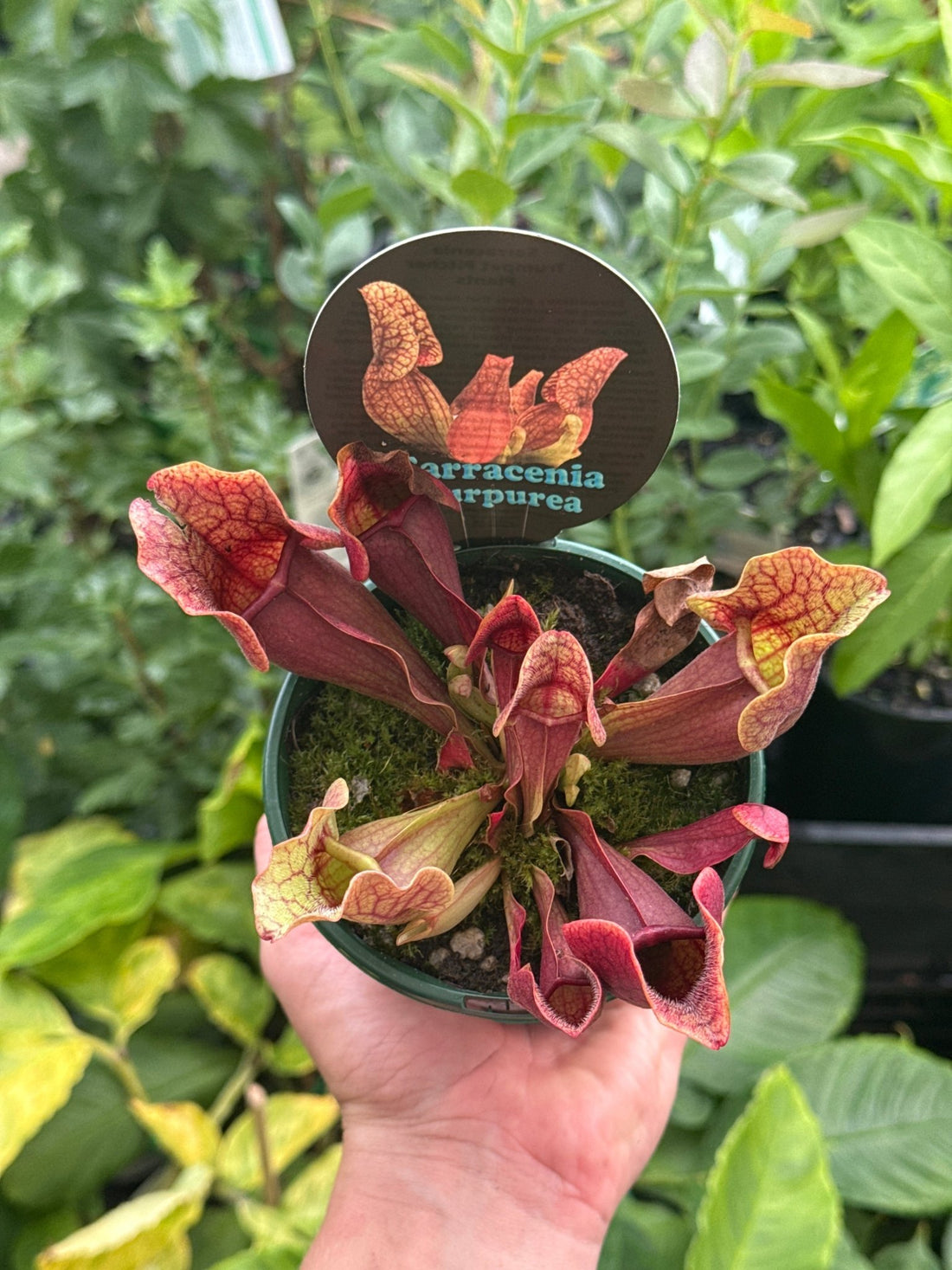 Pitcher Plant ‘purpurea’ (Sarracenia) 100mm Pot - Ladybird Nursery