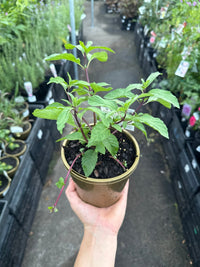 Thai Mint (Mentha sp.) - Ladybird Nursery