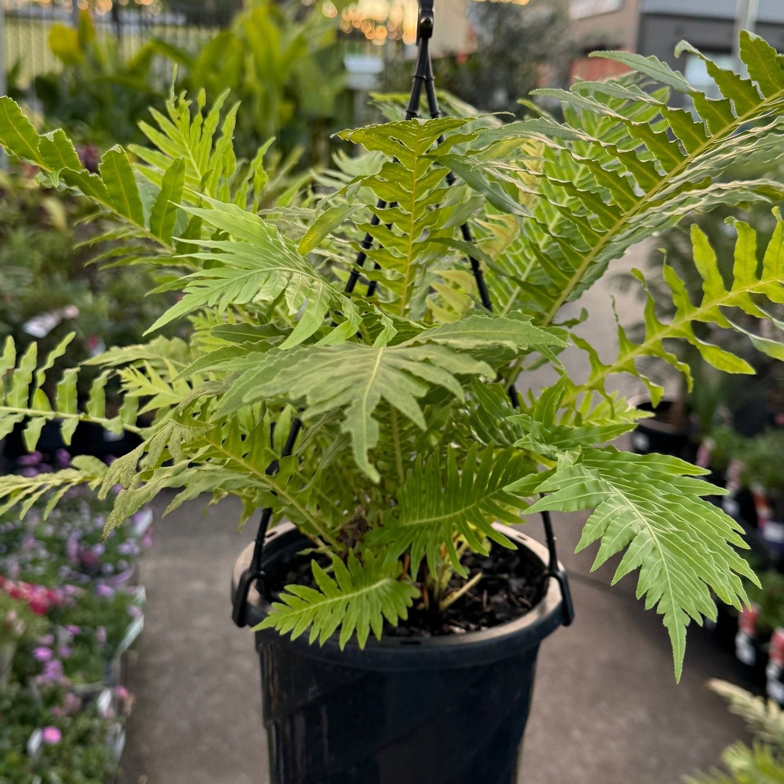 Fern ‘Silver Lady’ (Blechnum gibbum) in Hanging Basket - Ladybird Nursery
