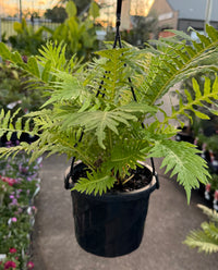 Fern ‘Silver Lady’ (Blechnum gibbum) in Hanging Basket