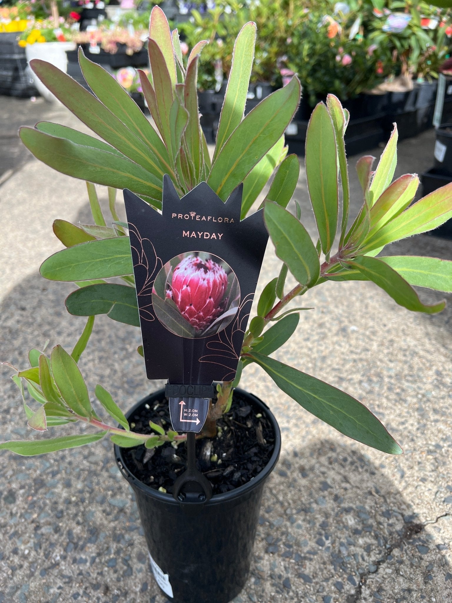 Protea 'Mayday' - Ladybird Nursery